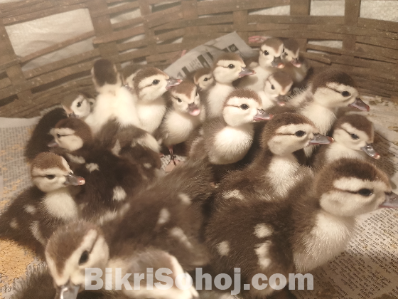 চি*না হাঁ*স